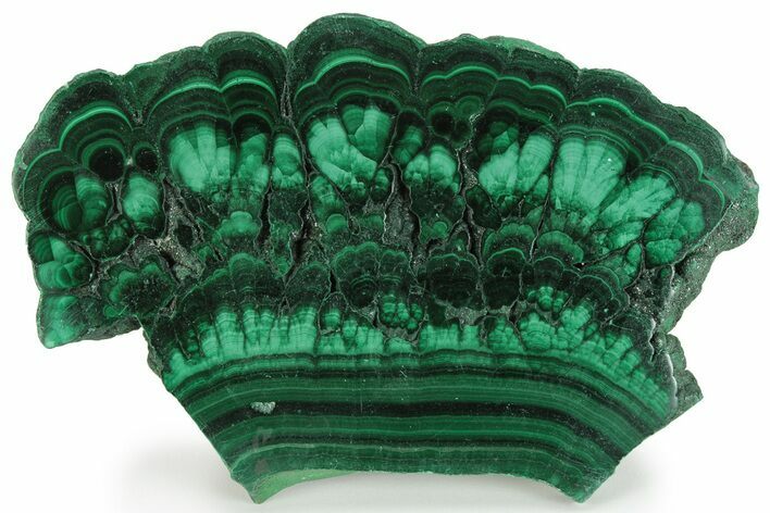 Polished Malachite Slab - Congo #233375